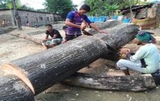 বড়লেখায় রেলওয়ে ভূমির গাছ কেটে নিচ্ছে ঠিকাদারি প্রতিষ্ঠান