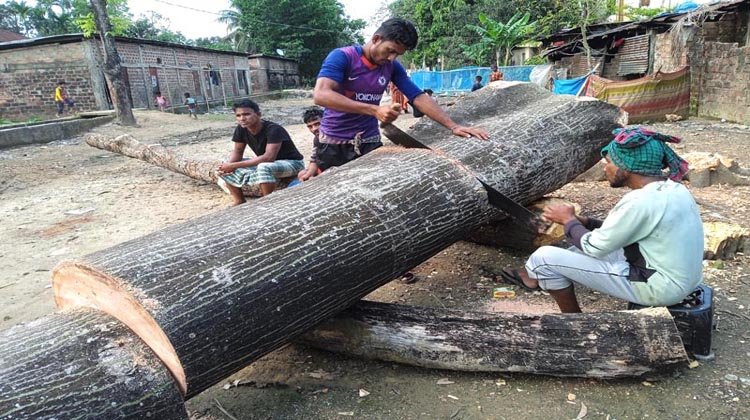 বড়লেখায় রেলওয়ে ভূমির গাছ কেটে নিচ্ছে ঠিকাদারি প্রতিষ্ঠান