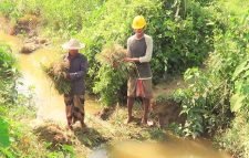 শ্রীমঙ্গলে ব্রি ধান ২৮ ব্লাষ্ট রোগে আক্রান্ত, কৃষকরা বিপাকে: কৃষকদের দাবি কৃষি বিভাগের পরামর্শ তারা পাননি
