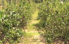 রমজান মাসে মৌলভীবাজারে লেবুর দাম আকাশছোঁয়া