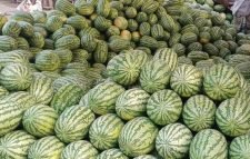 তীব্র গরম এবং রমজানের কারণে তরমুজের ৩শ’ টাকা থেকে ৫শ’ টাকা দরে বিক্রি হচ্ছে