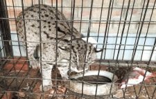 মেছো বিড়ালের গলায় বসল ‘জিপিএস’ কলার