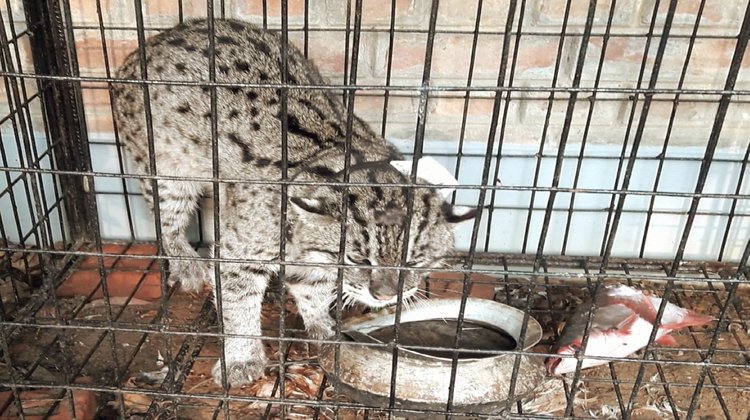 মেছো বিড়ালের গলায় বসল ‘জিপিএস’ কলার