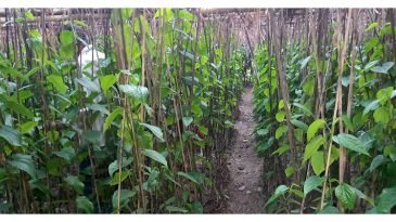 বিলুপ্তির পথে মৌলভীবাজারের বাংলা পান