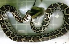 লোকালয়ে আসা অজগর উদ্ধার করে বন্যপ্রাণী বিভাগে হস্তান্তর