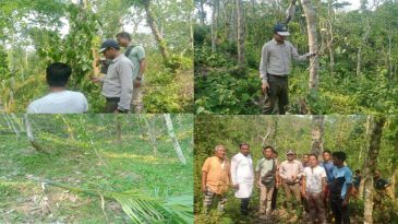 বড়লেখায় খাসিয়াদের ৩ হাজার পান ও ৬০টি সুপারি গাছ কেটে ফেলার অভিযোগ