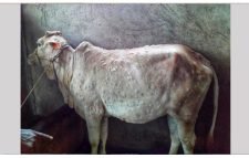 কোরবানির আগে লাম্পি স্কিনে বিপাকে খামারি