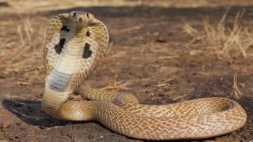 সাপের ছোবলে গৃহবধূর মৃত্যু