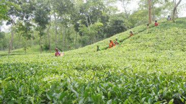 বড়লেখায় চা বাগানের উন্নয়ন কাজে বাধা, ম্যানেজারকে প্রাণনাশের হুমকি