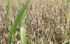 মৌলভীবাজারের হাওরে ব্লাস্ট রোগে মারত্মক ক্ষতি বোরো ধান, ২৮ ও ২৯ জাত আবাদের ৭০ শতাংশ ধানে চিটা