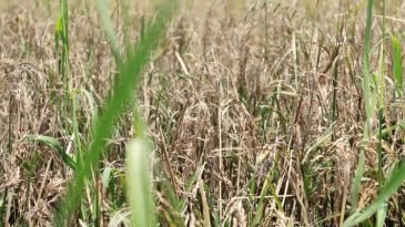 মৌলভীবাজারের হাওরে ব্লাস্ট রোগে মারত্মক ক্ষতি বোরো ধান, ২৮ ও ২৯ জাত আবাদের ৭০ শতাংশ ধানে চিটা