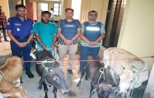 কুলাউড়ায় ০৪ টি চোরাই গরুসহ আটক ০১