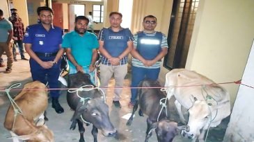 কুলাউড়ায় ০৪ টি চোরাই গরুসহ আটক ০১