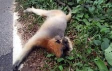 কমলগঞ্জে সড়ক দূর্ঘটনায় মুখ পোড়া হনুমান আহত