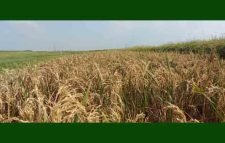 মৌলভীবাজারে ৭০ শতাংশ ধান চিটায় নষ্ট : কৃষকদের মাথায় হাত