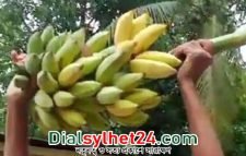 গোলাপগঞ্জে এক কাঁদি কলা বিক্রি হল ২০ হাজার টাকায়!