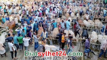 ৪৫টি কোরবানির পশুর হাট বসবে সিলেট নগরীতে