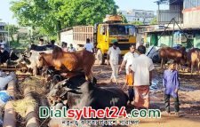 নগরীতে গরুর হাট বসানোকে কেন্দ্র করে সংঘর্ষ : আহত ৪