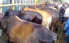 কমলগঞ্জে জমে উঠেছে কোরবানীর পশুর হাট