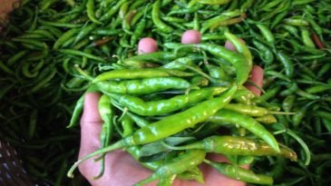 কাঁচা মরিচের ডাবল সেঞ্চুরী!