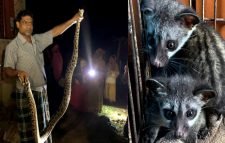 লোকালয় থেকে গন্ধগোকুল ও অজগর উদ্ধার, লাউয়াছড়া বনে অবমুক্ত