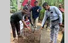 ৪০টি মোরগ খাওয়ার পর ধরা পড়ল বনবিড়াল