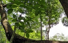 লাউয়াছড়ায় রেলপথ: ‘ঝুঁকিপূর্ণ’ ৪৩ গাছ