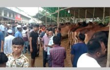শেষ মুহুর্তে মৌলভীবাজারে কোরবানির পশুর হাট জমে উঠছে, দাম চড়া