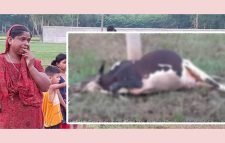 কুলাউড়ায় বিদ্যুৎস্পৃষ্টে গরুর মৃত্যু