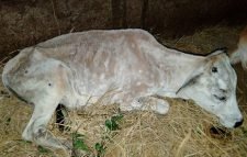 লাম্পি স্কিন রোগের প্রাদুর্ভাব: আতংকিত গরু ব্যবসায়ীরা