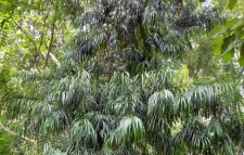 লাউয়াছড়া জাতীয় উদ্যানে দেখা মেলে মহাবিপন্ন বাঁশপাতা গাছ