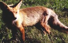 বড়লেখায় পাগলা শিয়ালের কামড়ে আহত ৮