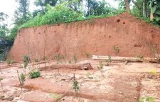 জুড়ীতে কয়েকদিন পর পর চলে টিলাকাটার মহোৎসব: টিলা কেটে মাল্টা বাগান!