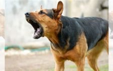 মৌলভীবাজারে কুকুরের কামড়ে আহত ১২