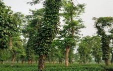 শ্রীমঙ্গলে চা-বাগানের ছায়া দানকারী বৃক্ষগুলোতে গোলমরিচের চাষ