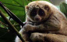 মৌলভীবাজারে গাড়ি চাপায় প্রাণ গেল দুর্লভ লজ্জাবতী বানরের 