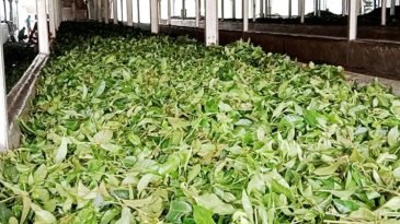 মৌলভীবাজারের কয়েক দিন ধরে ঘন ঘন লোডশেডিং হচ্ছে:চা উৎপাদন ও প্রক্রিয়াজাতকরণ ব্যাহত