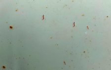 শাবির হোস্টেলের পানিতে ময়লা ও কেঁচো