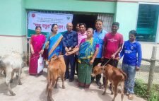 জুড়ীতে ষাঁড় বাছুর বিতরণ