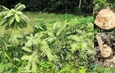 বড়লেখায় ডাল ছাঁটাইয়ের নামে পৌরসভার লাগানো গাছ কাটলো পল্লী বিদ্যুত