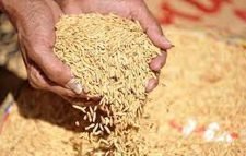 ধান সংগ্রহ হয়েছে মাত্র ৪০ শতাংশ, চাল শতভাগ