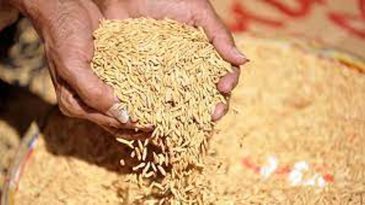ধান সংগ্রহ হয়েছে মাত্র ৪০ শতাংশ, চাল শতভাগ