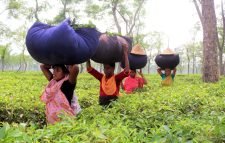 শ্রীমঙ্গলে এখন চায়ের ভরা মৌসুম