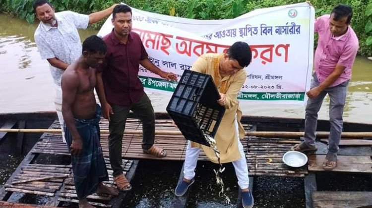 শ্রীমঙ্গলের ‍‍`হাইল হাওরে‍‍` দেড় লক্ষ মাছের পোনা অবমুক্ত