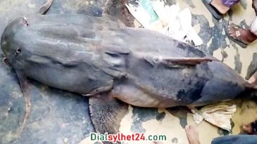 কানাইঘাটে নদীতে ধরা পড়ল ২ মণ ওজনের বাঘাইড়