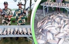 বাংলাদেশ থেকে ভারতে পাচারকালে ৮ মণ ইলিশ উদ্ধার