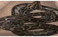 শ্রীমঙ্গলে আবারও লোকালয়ে অজগর