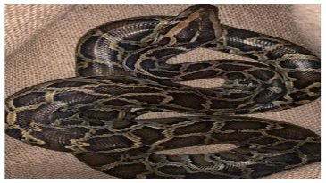 শ্রীমঙ্গলে আবারও লোকালয়ে অজগর