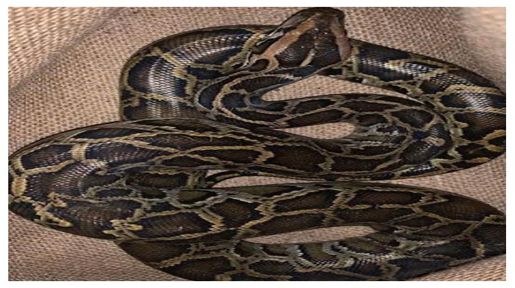 শ্রীমঙ্গলে আবারও লোকালয়ে অজগর