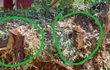 জুড়ীতে কমর উদ্দিন সরকারি প্রাথমিক বিদ্যালয়ের প্রধান শিক্ষক ফুলবান বেগমের বিরুদ্ধে দুইটি গাছ নিলাম ছাড়াই বিক্রি করে দেওয়ার অভিযোগ